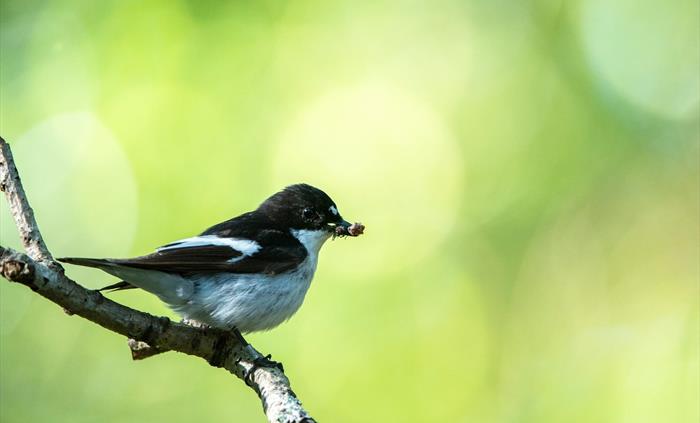Pied Flycatcher - Image Credit: Ben Andrew